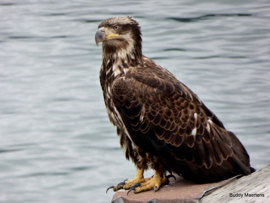 Eagles