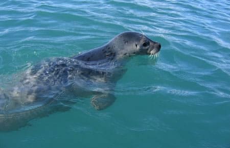 Seals