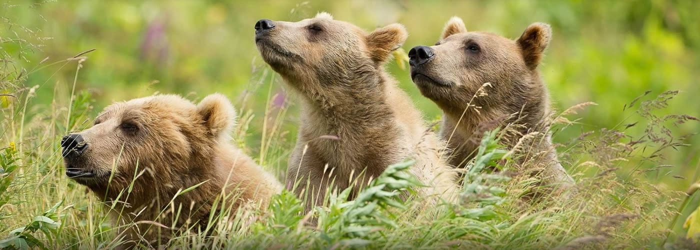 Three Bears