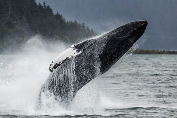 whales